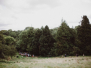 Woodland Wedding